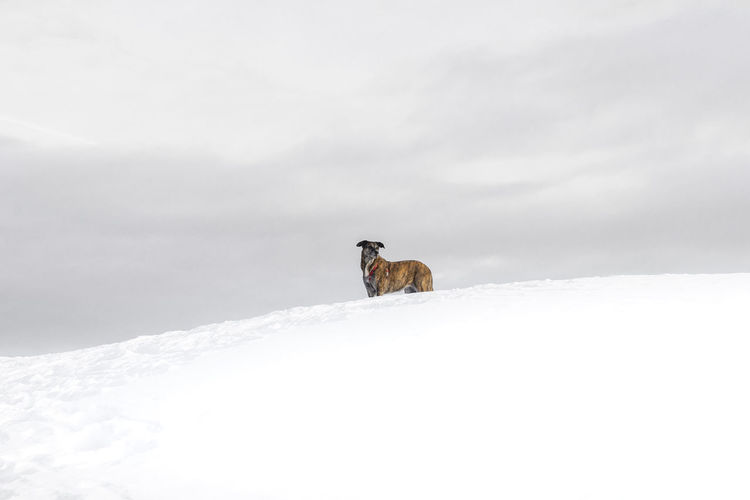 View of a horse on snow covered land