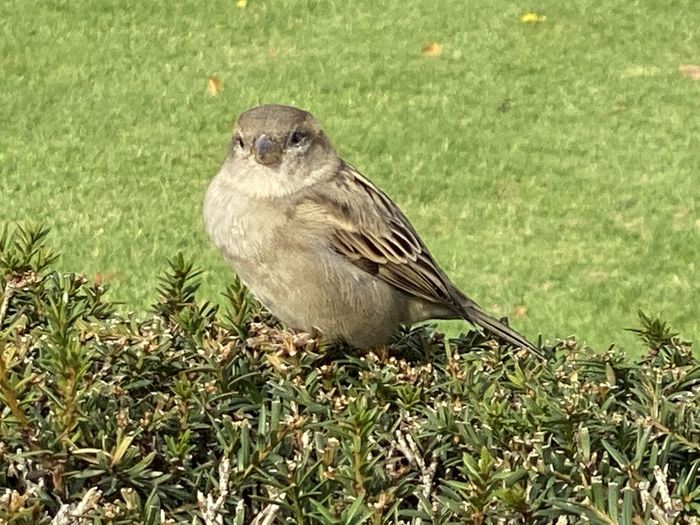 Close-up of bird perching on grass