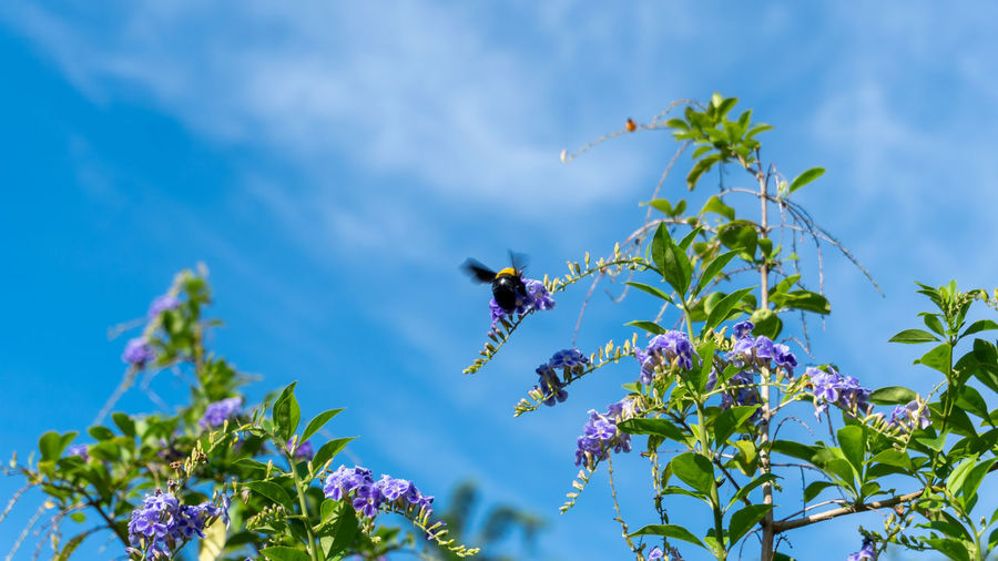 Low angle view of bee on purple flower