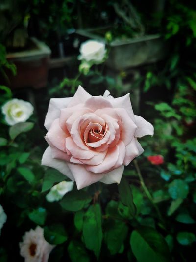 Close-up of rose flower