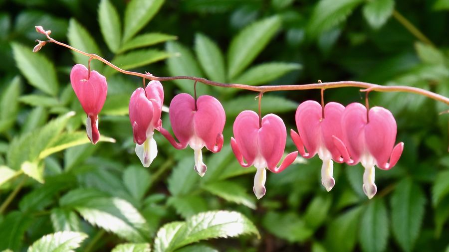Close-up of pink flowering plants
