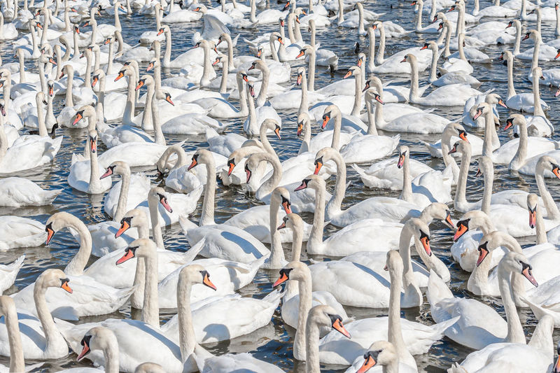 A huge flock of white mute swans gather on lake. cygnus olor.