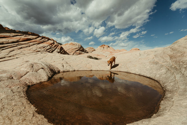 Pitbull mix mutt dog walks to watery hole after a rain in the desert