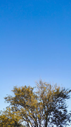 Low angle view of tree against blue sky