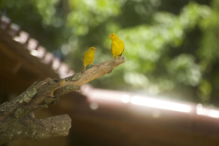 Bird perching on a branch