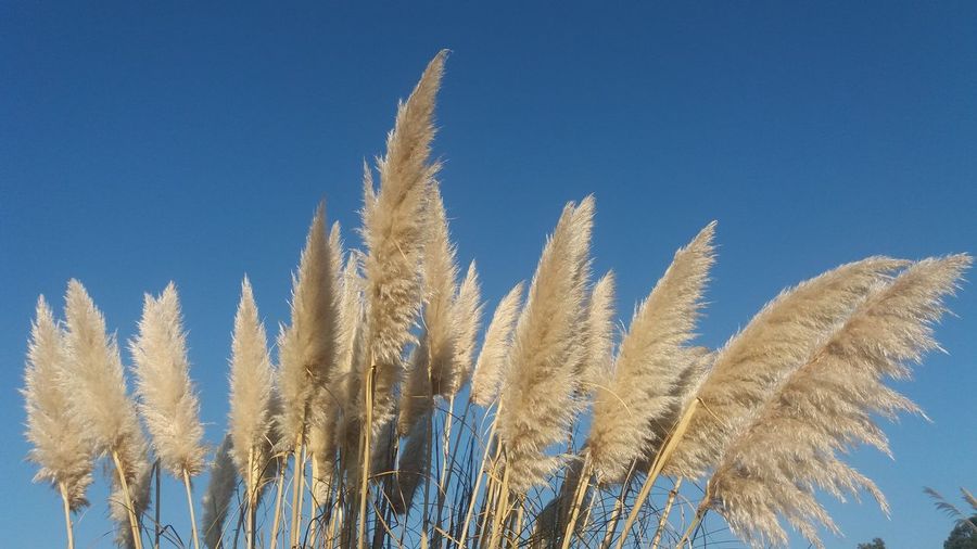 Low angle view of plants growing against clear blue sky