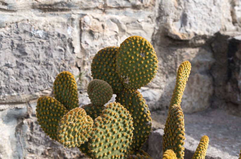 Close-up of succulent plant on wall