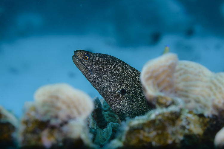 Close-up of fish swimming in sea