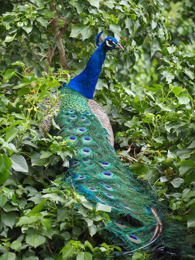 High angle view of peacock on tree