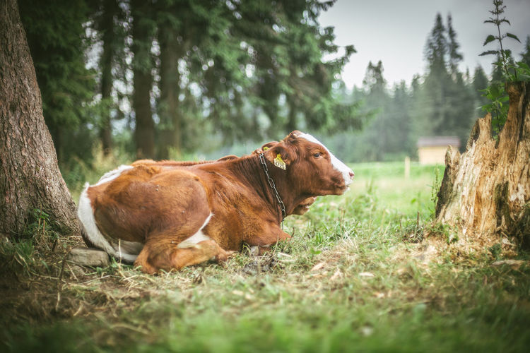 Cow in a forest