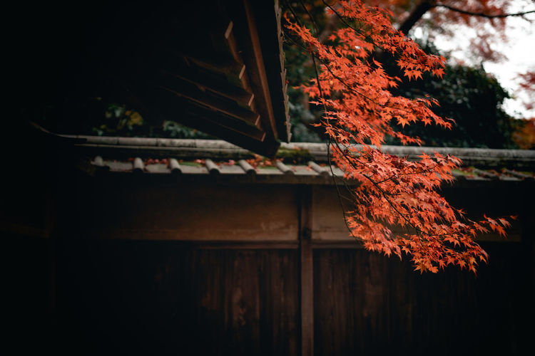 Low angle view of tree by building during autumn