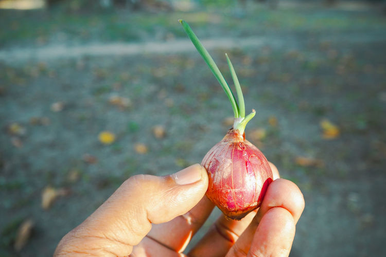 Close-up of hand holding red onion