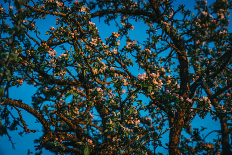 Low angle view of flowering tree against blue sky