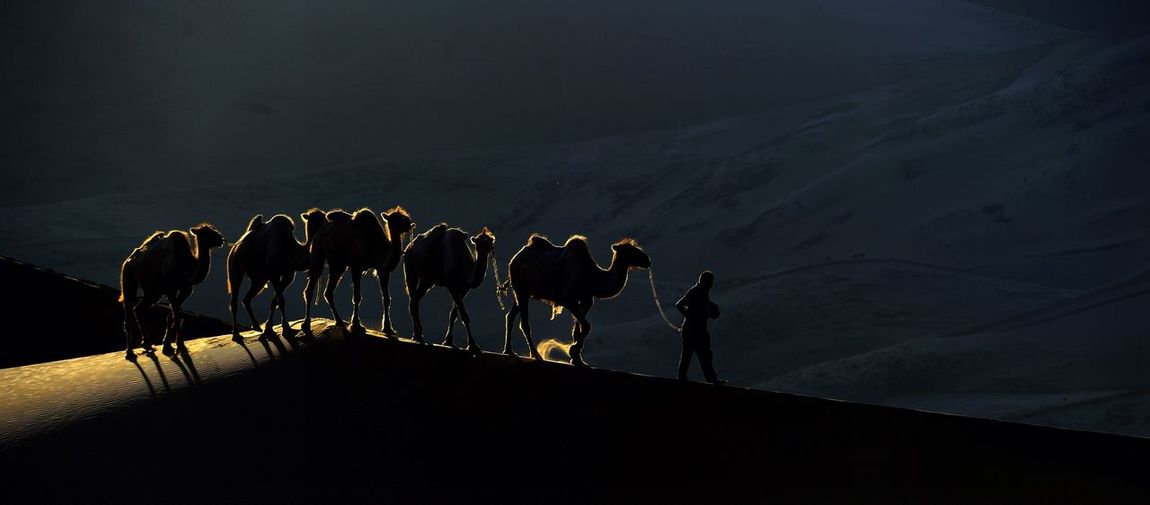 Camels with driver walking at desert