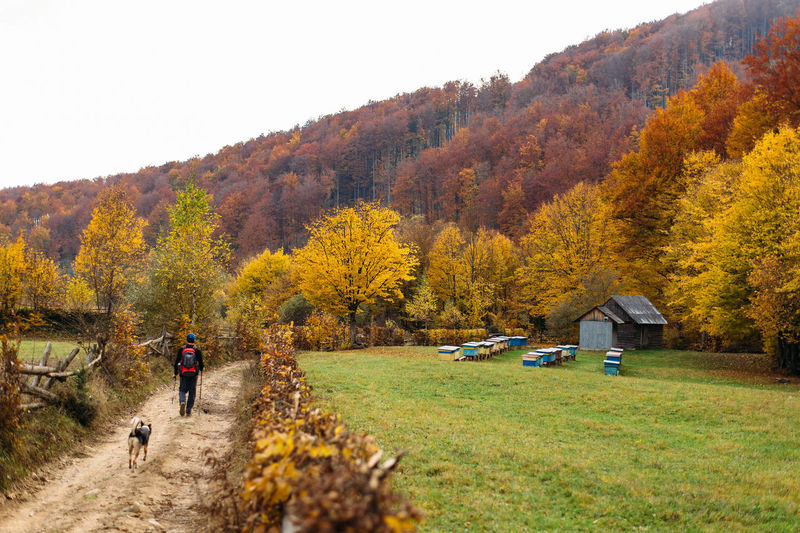 Hiker and dog walking on road near bee hives in autumn forest