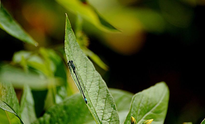 Close-up of damselfly on plant