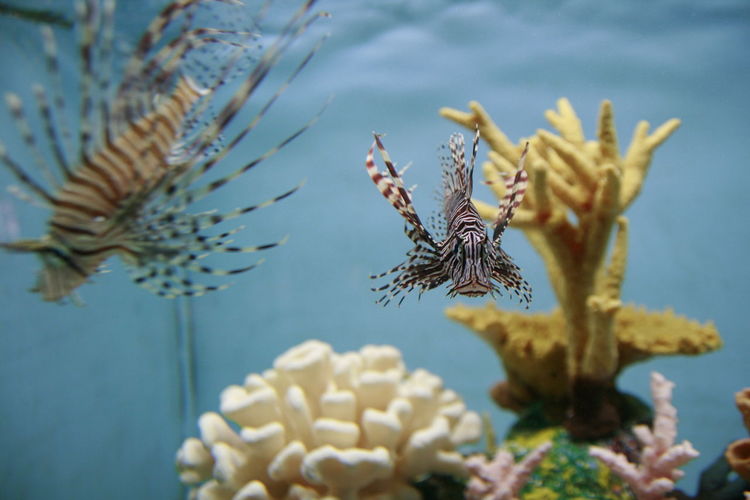Close-up of lionfishes swimming in tank at aquarium