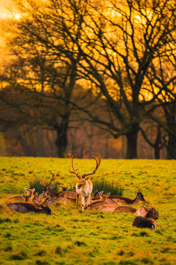 Wild deer richmond park