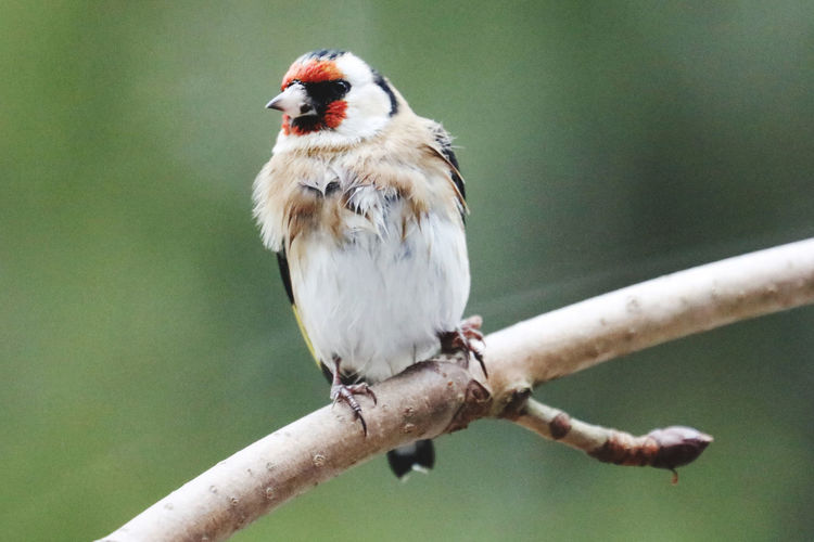 Close-up of gold finch perching on branch
