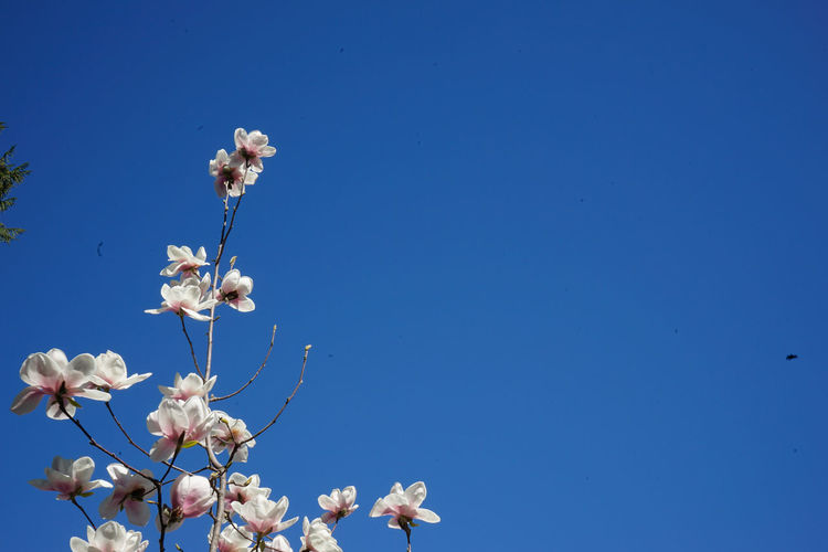 Low angle view of white flowers against clear blue sky