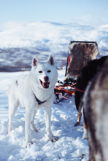 Alaska huskies on dog sled tour in abisko nationalpark.