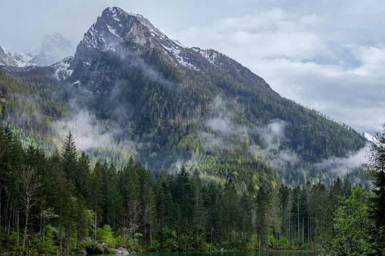 Scenic view of pine trees and mountains against sky