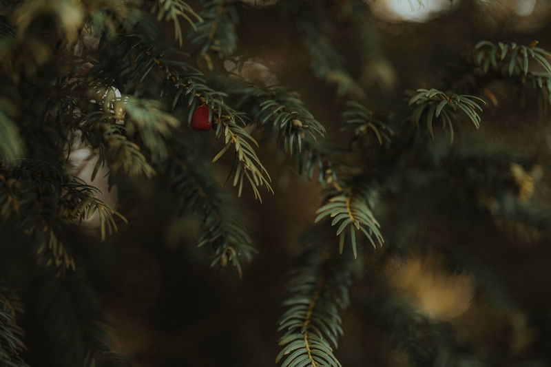Autumn fir branch