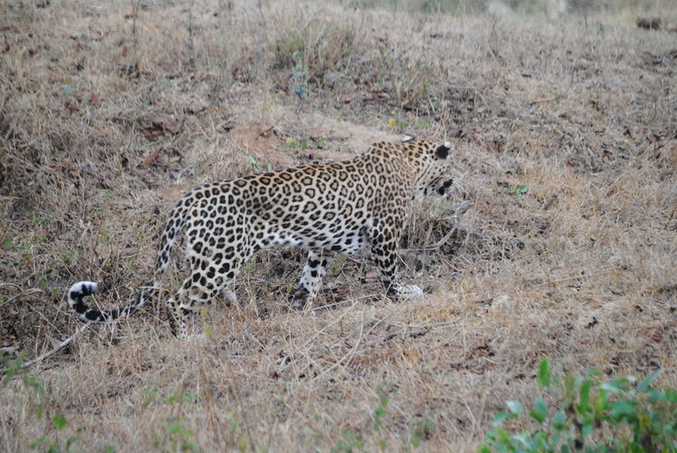 View of a leopard at bandipur 