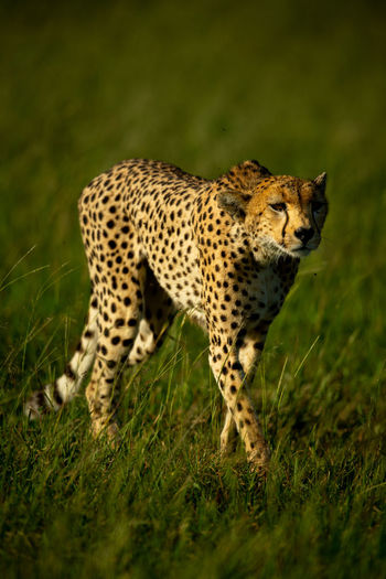 Cheetah walks through grass in bright sunshine