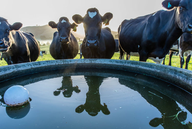 Cows standing by trough on field