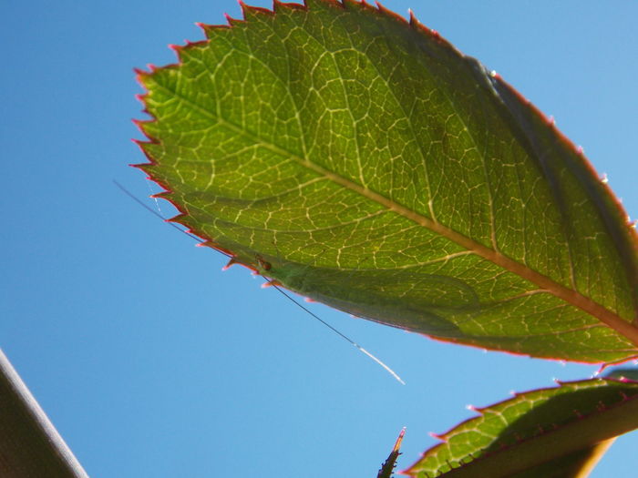 Low angle view of leaf against clear sky
