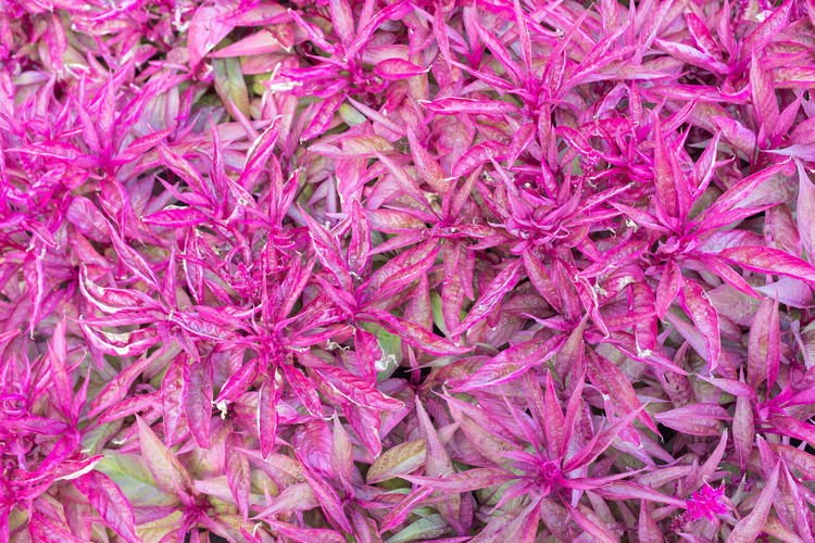 High angle view of pink flowering plants