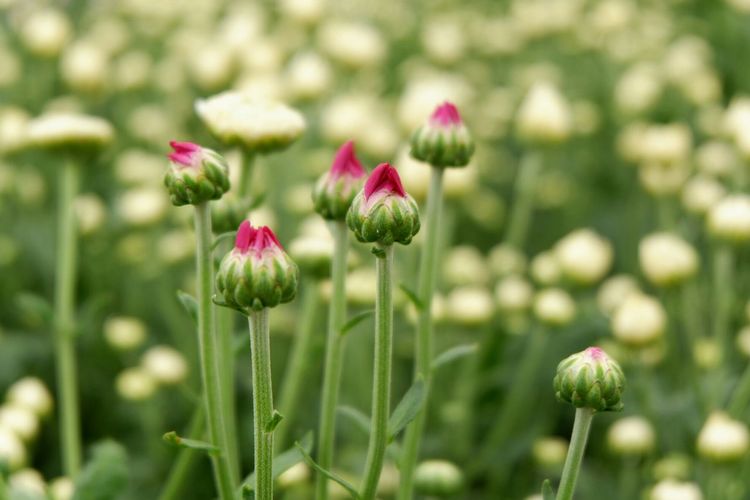 Close-up of pink flower buds on field