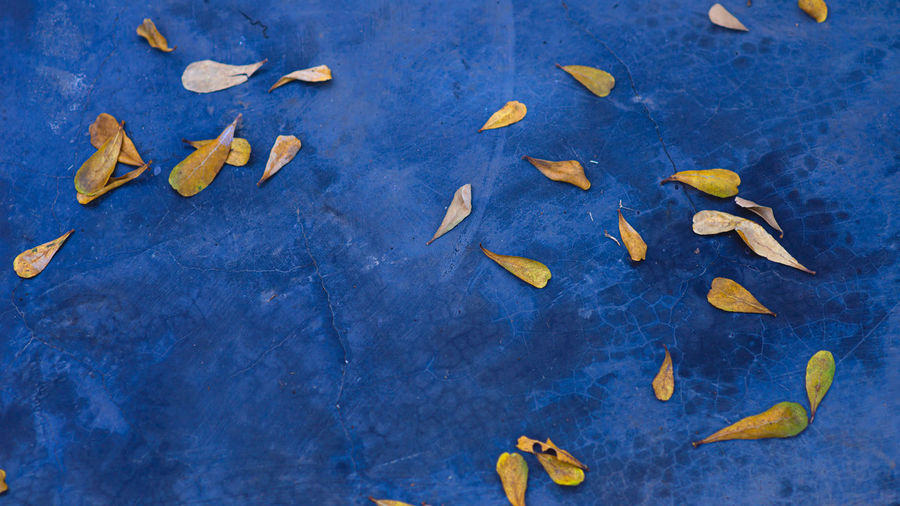 High angle view of leaves on blue water