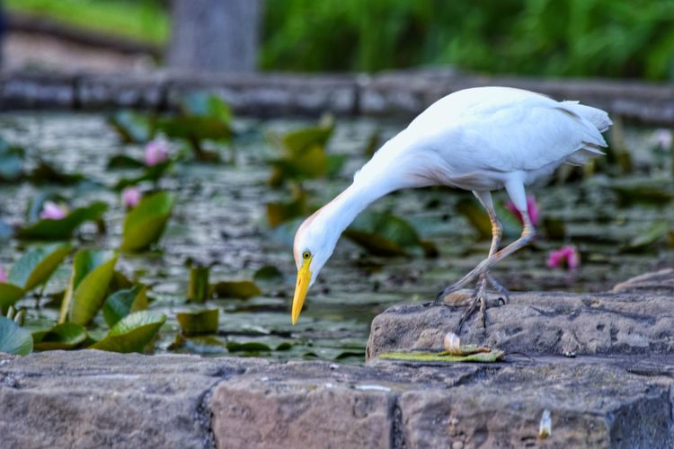 White heron in a water