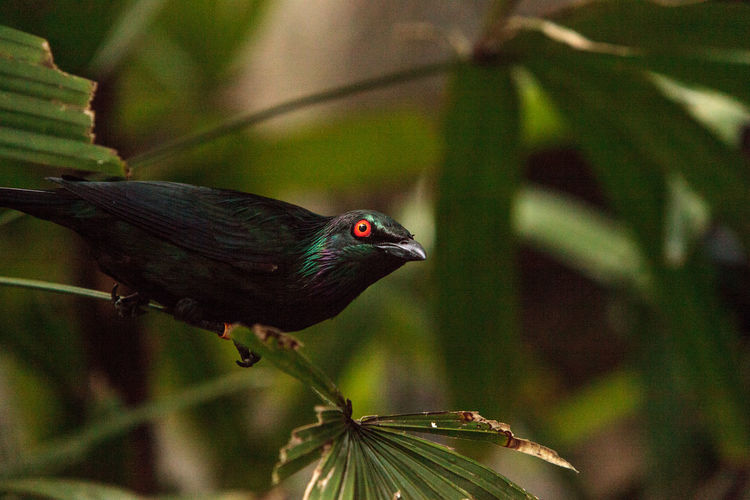 Metallic starling is a shiny bird with red eyes known as aplonis metallica found in new guinea 