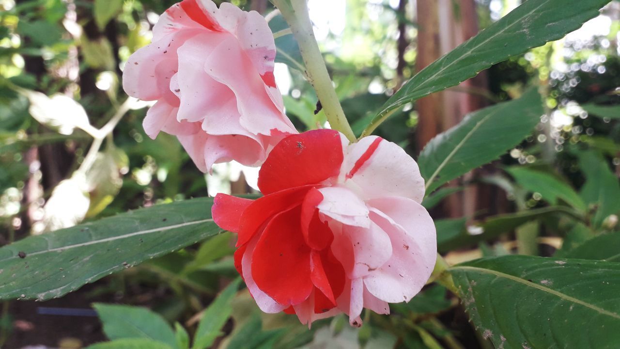 CLOSE-UP OF PINK ROSE PLANT