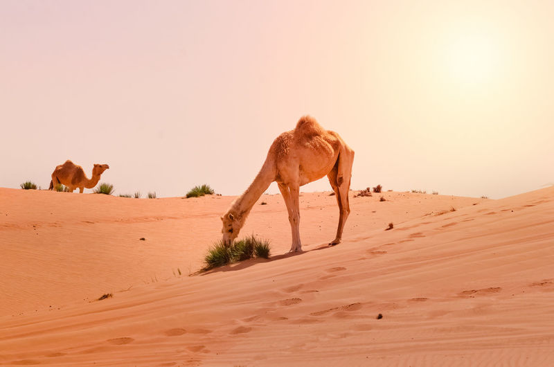 View of a horse on sand