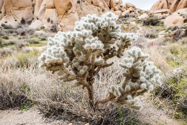 Cactus tree catching light on needles under rock formations in desert