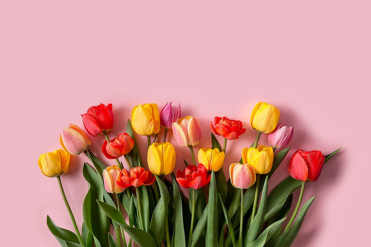 Close-up of pink tulips against colored background