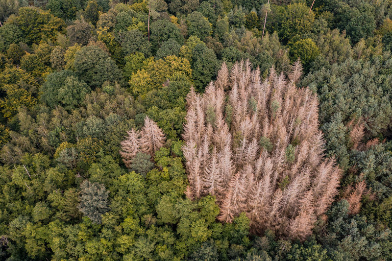 A group of dead spruces are a sign of forest dieback in germany