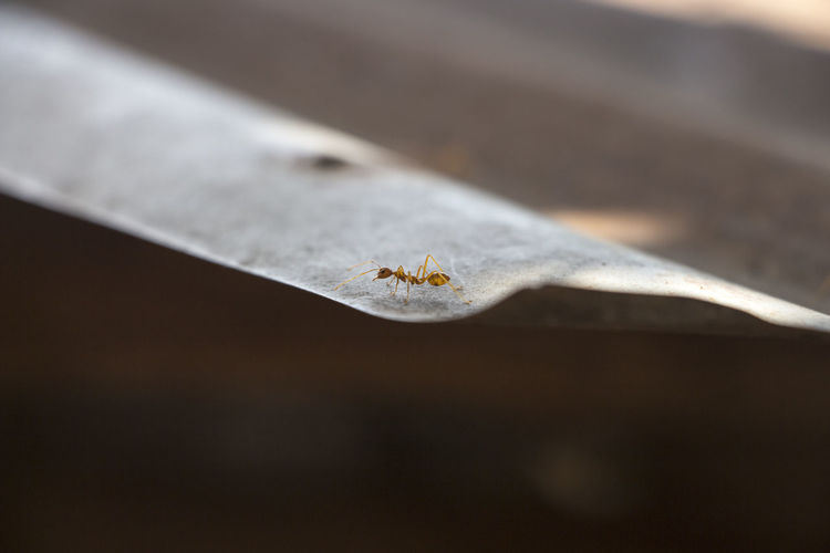 Extreme close-up of ant on corrugated iron