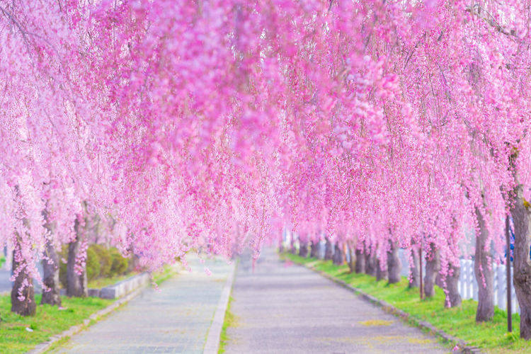 View of cherry blossom trees on the street.