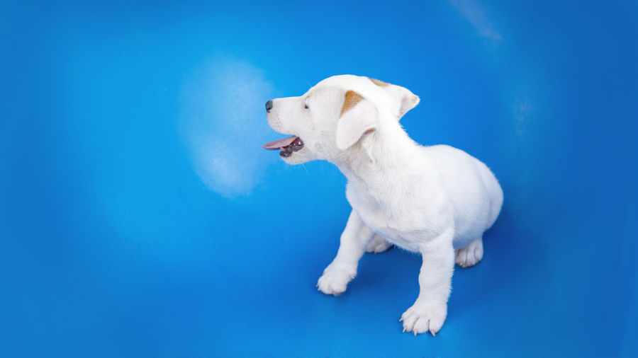 White dog looking away against blue background