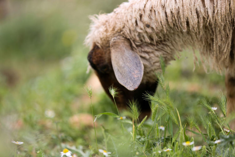 Close-up of an animal on field