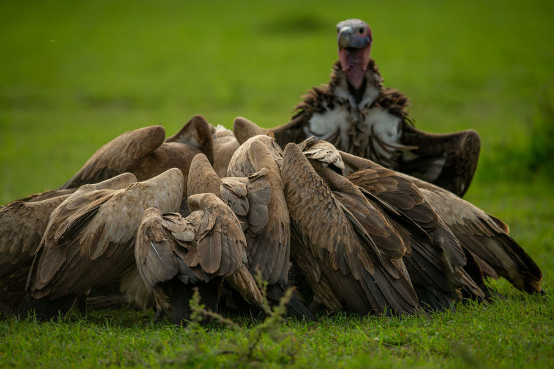 Lappet-faced vulture watches african white-backed vultures feed