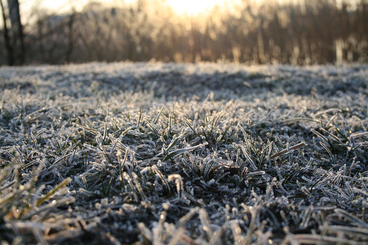 Close-up of frozen grass on land