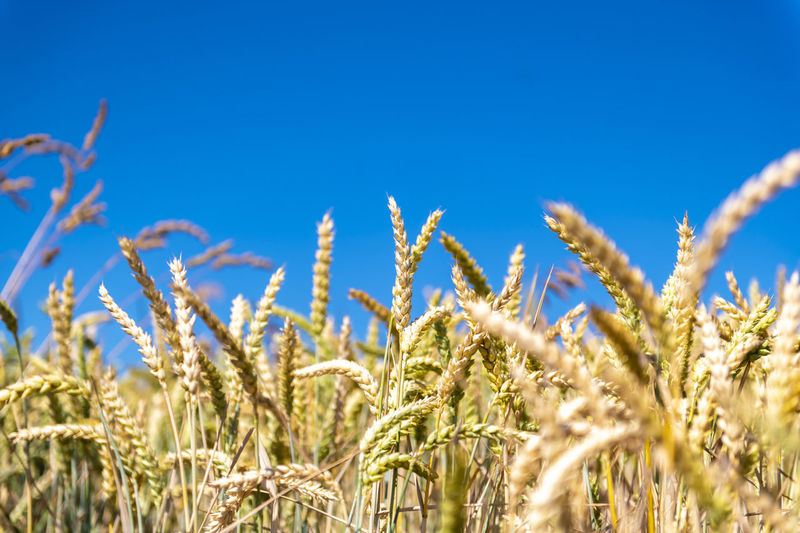 agriculture