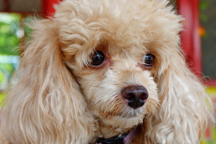 Close-up portrait of a dog