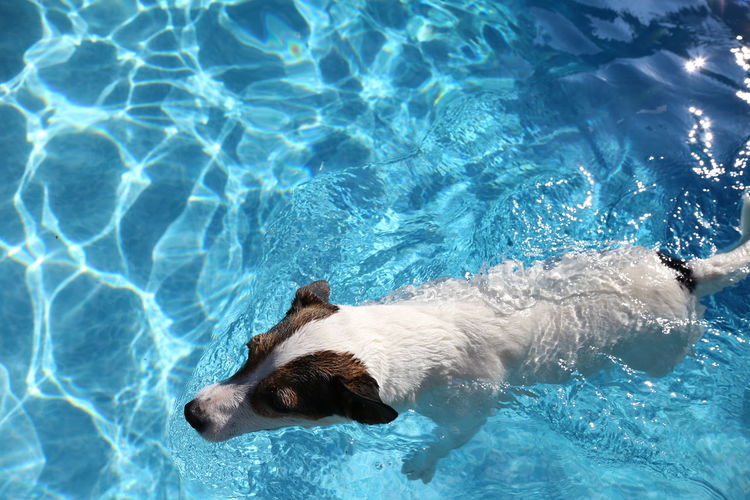 Dog swimming in backyard pool on a hot summer sunny day